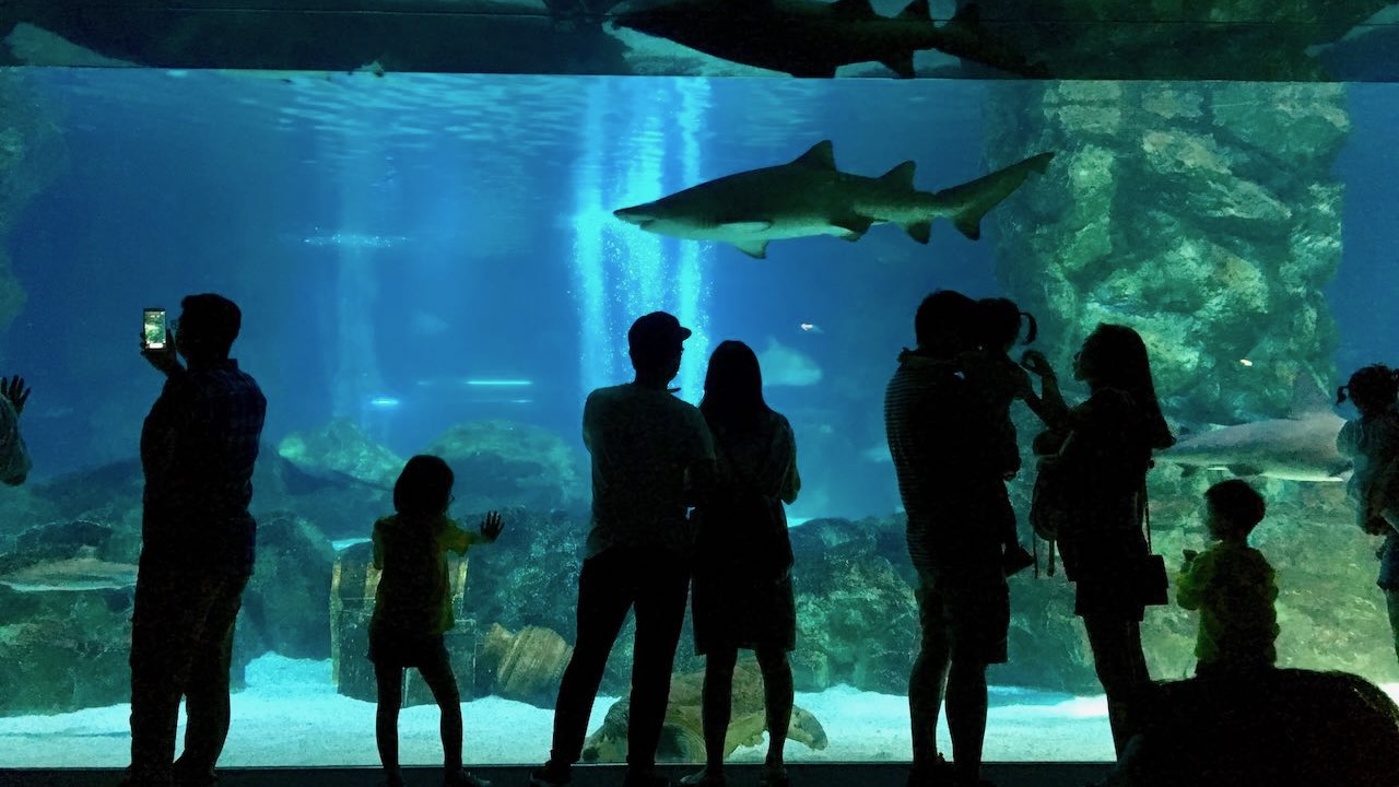 코엑스 아쿠아리움 나들이 후기