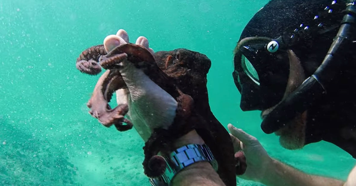 나의 문어 선생님 (피파 에를리쉬, 제임스 리드, 2020) 감상문